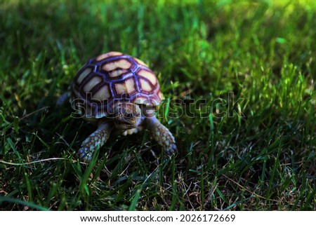 Cute portrait of baby tortoise walking on blurred grass background, close up. Dark green theme.