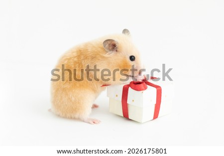 Rodent with gifts on a white background. Gift concept