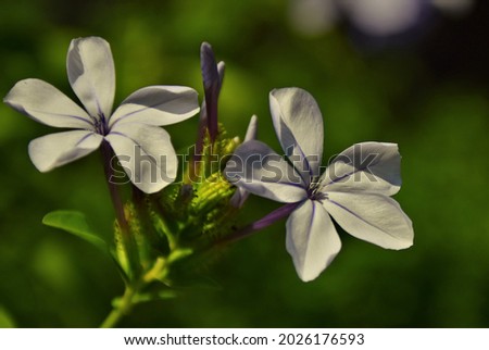 flower of the Plumbago plant, abstract