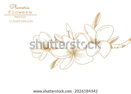 Plumeria flower drawings. Sketch floral botany collection. Hand drawing botanical illustration.Tropical flower. Vector. Royalty-Free Stock Photo #2026184342