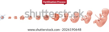 Human baby fertilisation Process Fetus Development Royalty-Free Stock Photo #2026190648