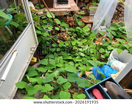 Vegetation growing up around a floor inside of a house. The weeds and vines are growing higher than the doorway and the screen door is swung open.