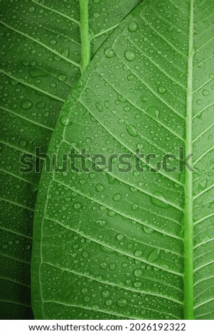 Nature Concept. Closeup of Green Leaf with many Droplet. Freshness by Water Drops. Environmental Care and Sustainable Resources. Natural Green Texture Background