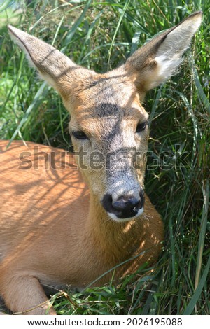Portrait of roe deer. Stock photo of beautiful wild forest animal.