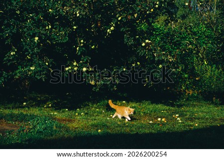 fluffy white-beige exotic cat under an apple tree in the garden