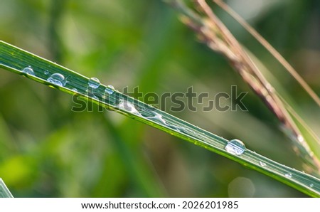 background of green grass with blurred dew, summer day