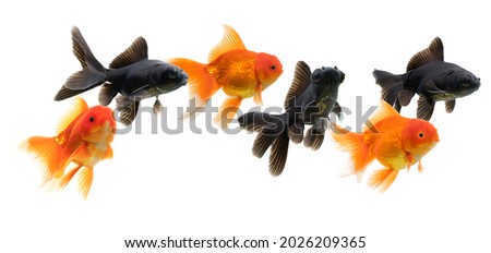 Colony of Goldfish swimming isolated on white background