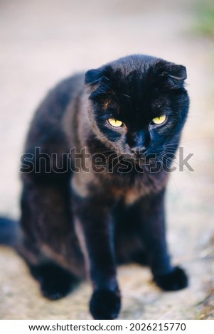 black cat of British breed looks like a panther