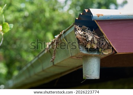 A house gutter jammed with fallen leaves from nearby trees.           Royalty-Free Stock Photo #2026223774