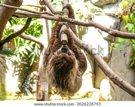 Sloth hanging in a tree and climbing on it