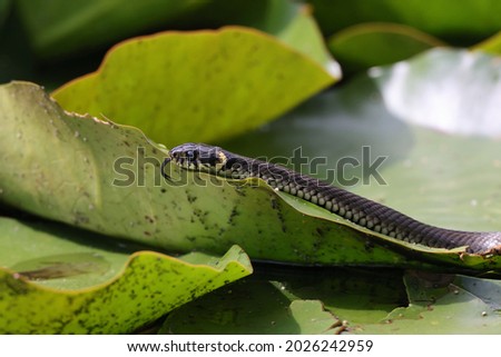 Grass snake, grass snake (Natrix natrix), on lily pad, Germany