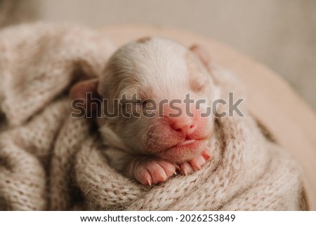 beautiful sweet adorable little tiny white puppy newborn sleeping pup professional pet photography photographer baby asleep,in bowl dog paw doggy small smiling smile cute animal