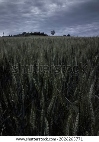 Moody picture of crops of wheat in a field near Riccione, Italy with bad weather at sunset