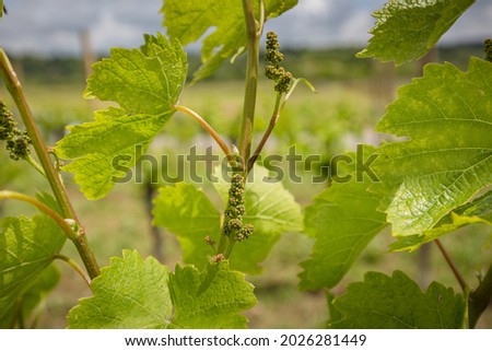 Green vineyard rows landscape. Nature landscape. Vineyard with small young grapes in countryside