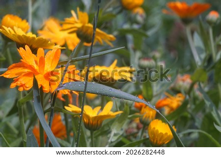 Photo of calendula flowers on the background of a meadow and other calendula plants. Rich colors from yellow to red on a green background.