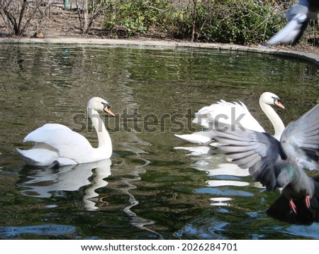 Mating games of a pair of white swans. Swans swimming on the water in nature. Valentine's Day background. The mute swan, latin name Cygnus olor.