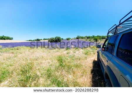 Spain, Escamilla, lavender field in the morning