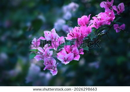 Pink Bougainvillea flower with bokeh background