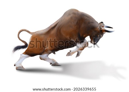 The Big bull young strong have muscle and sharp horn is goring stand. isolated on white background. This has clipping path.  The concepted of The rise of the stock market graph or bull market. Royalty-Free Stock Photo #2026339655