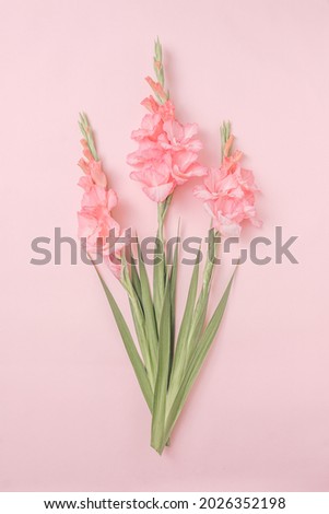 Pastel trendy bouquet of gladioli on pink background top view and flat lay