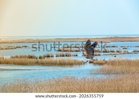 Heron starts from the reeds of the Baltic Sea beach.