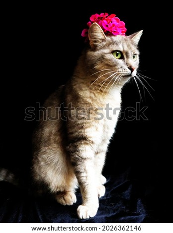 cat with flower like Frida Kahlo