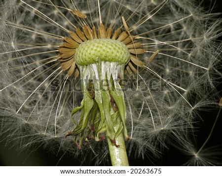 Common Dandelion (Taraxum officinalis) parachute Royalty-Free Stock Photo #20263675