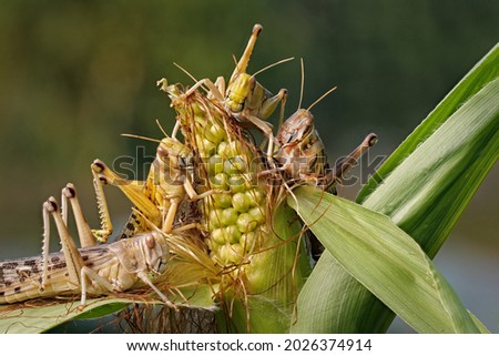 several migratory locusts crawling on a maize plant, schistocerca gregaria Royalty-Free Stock Photo #2026374914