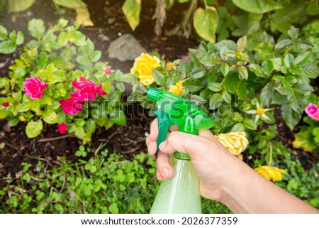 Close up view of person using homemade insecticidal insect spray in home garden to protect roses from insects. Royalty-Free Stock Photo #2026377359