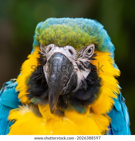 Close Up Blue and Yellow Macaw