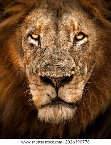 Lion face looking at the camera, front on portrait of this Lion king Royalty-Free Stock Photo #2026390778
