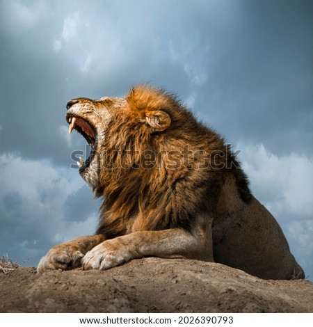 Lion roaring with a blue sky as background Royalty-Free Stock Photo #2026390793