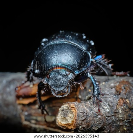 dung beetle Geotrupidae living in the forest, beautiful beetle on a branch