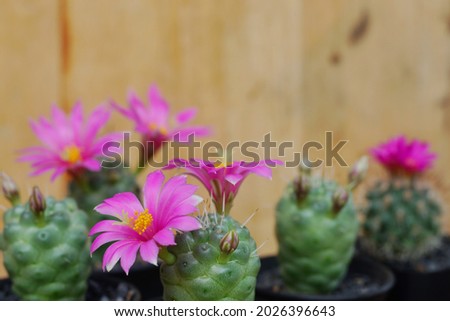 Mammillarias schumannii is a species of cactus.Blooming pink cactus flower of Mammillarias schumannii on free space background.Free copy space. Advertisment of garden ideas concept.
