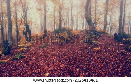 Amazing nature landscape, scenic panoramic view of misty autumn forest with red and yellow foliage in dense fog. Outdoor travel background suitable for wallpaper