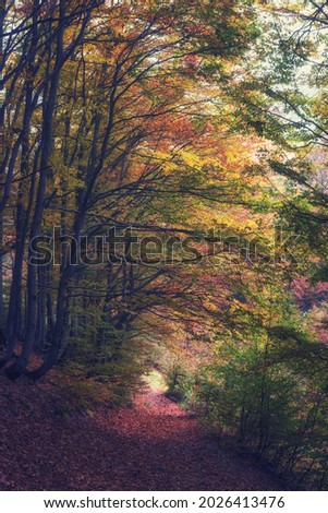 Amazing nature landscape with autumn dark misty forest and bizarre trees, outdoor travel background suitable for wallpaper