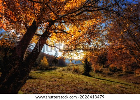 Amazing nature autumn landscape with gold colored sunny trees and alpine meadow, Carpathians. Outdoor travel background suitable for wallpaper