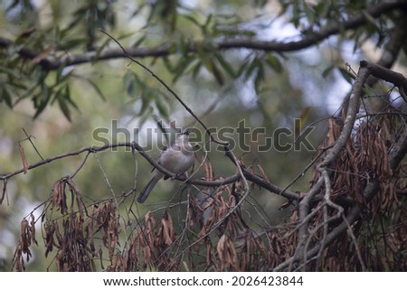 Northern mockingbird (Mimus poslyglotto) calling from a perch on a dead limb that is hanging from a tree