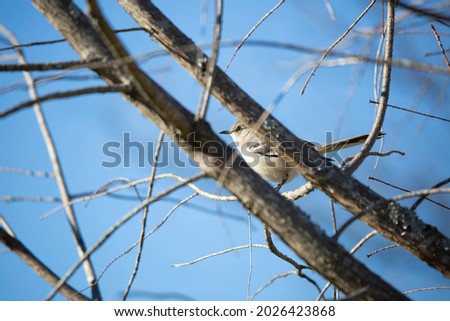 Northern mockingbird (Mimus poslyglotto) perched behind two tree branches
