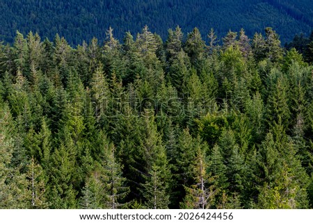 Black Forest panorama in Bad Wildbad Germany on a summer evening from oberservation tower with trees to the horizon. European silver fir trees (Abies alba), a fir native to the mountains of Europe.  Royalty-Free Stock Photo #2026424456