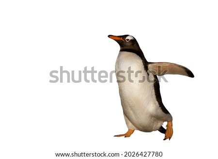 Gentoo penguin on a clear white background.