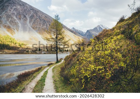 Scenic autumn landscape with beautiful shrub with yellow leaves in mountain valley with water streams and high mountains in golden sunshine. Thicket with gold foliage in mountains in autumn colors.