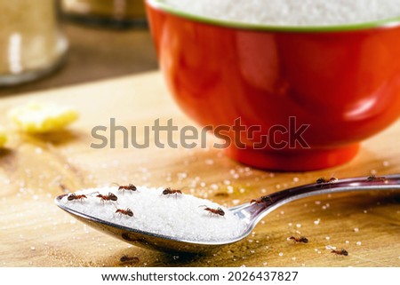 small red ants on a spoon with sugar, pest problems indoors
