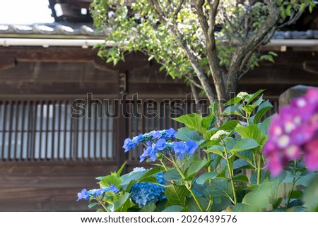 Hydrangea in downtown on a sunny day, Bunkyo-city, Tokyo, Japan