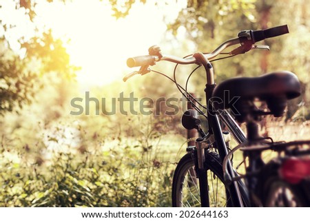 evening sunshine at wooden landscape and a standing bicycle next to them Royalty-Free Stock Photo #202644163