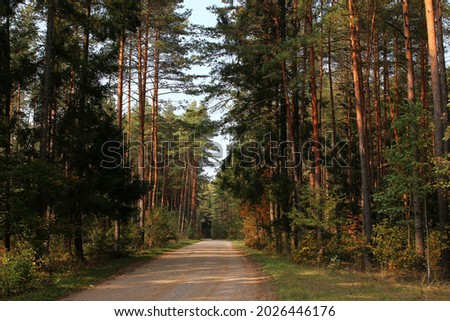 Autumn Forest Road in Sunlight. Travel Driving in Fall Forest.
