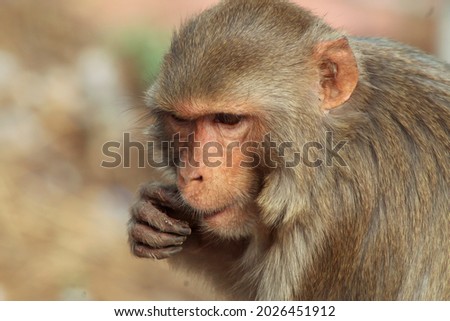 Closeup Of A Monkey Clean the tooth At A Temple In India Stock Photo