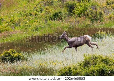 Big Horn Sheep Running in a Meadow with Wild Flowers in Rocky Mountain National Park, Colorado, USA Royalty-Free Stock Photo #2026465853