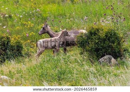 Big Horn Sheep in a Meadow with Wild Flowers in Rocky Mountain National Park, Colorado, USA Royalty-Free Stock Photo #2026465859