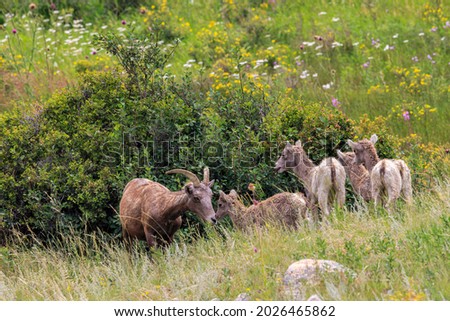 Mother and Babies Big Horn Sheep in a Meadow with Wild Flowers in Rocky Mountain National Park, Colorado, USA Royalty-Free Stock Photo #2026465862